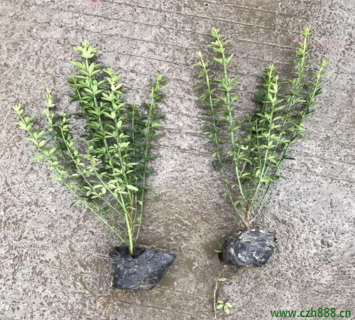 你知道迎春花有毒嗎? 迎春花毒性大不大?