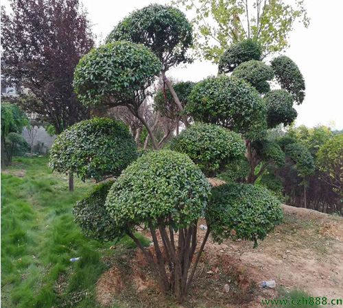 小葉女貞怎么養植? 小葉女貞的養植條件是什么?