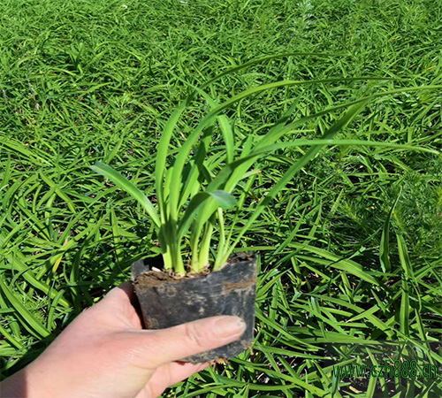 金娃娃萱草和大花萱草有哪些區(qū)別？