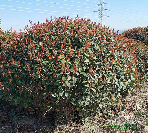 紅葉石楠如何修剪? 紅葉石楠的修剪方法有哪些?