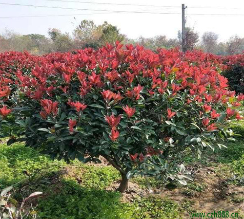 紅葉石楠如何修剪? 紅葉石楠的修剪方法有哪些?