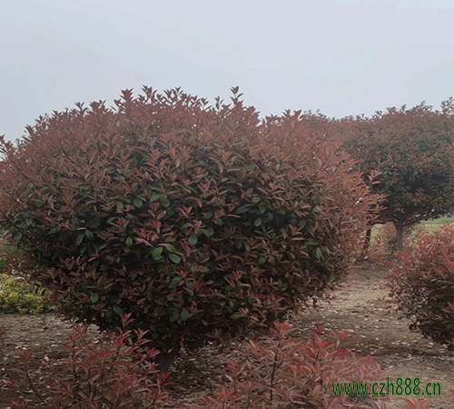 紅葉石楠如何修剪? 紅葉石楠的修剪方法有哪些?