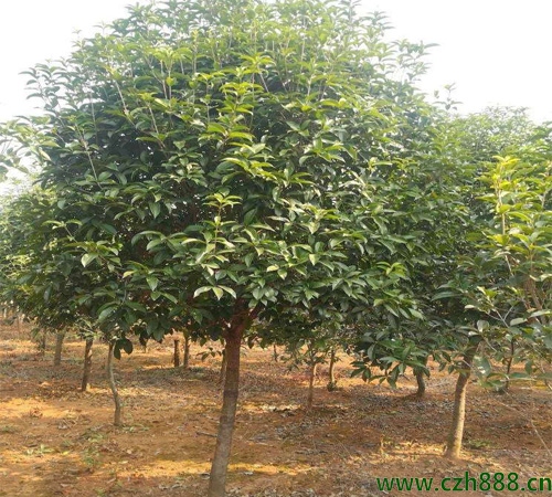 桂花樹適合在幾月播種? 桂花樹耐寒嗎?