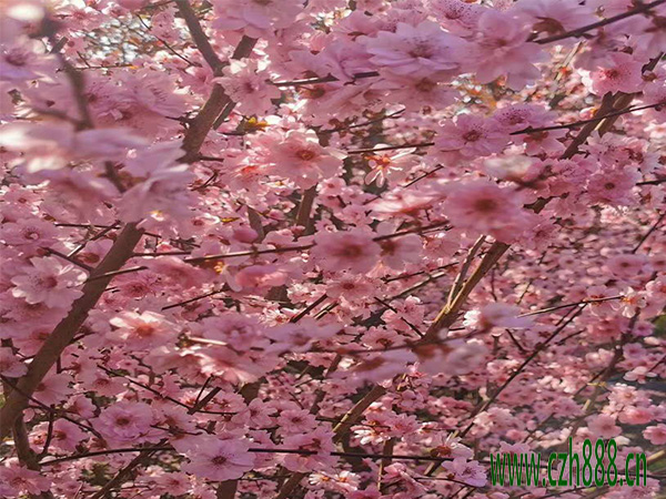 梅花為什么不開花？ 梅花多久才開花？