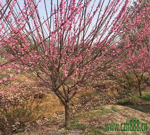 梅花為什么不開花？ 梅花多久才開花？