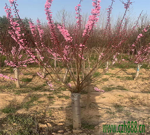 梅花為什么不開花？ 梅花多久才開花？