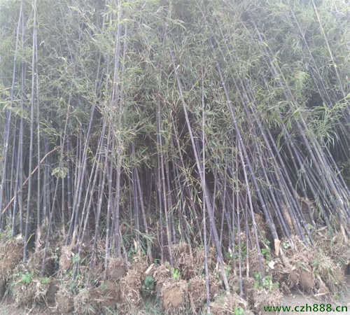 土培紫竹如何種植? 紫竹種植的注意事項(xiàng)