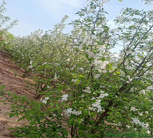 叢生海棠如何培育? 叢生海棠培育的注意事項