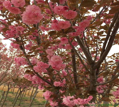 紅梅樹好不好養殖?看看這些養殖方法