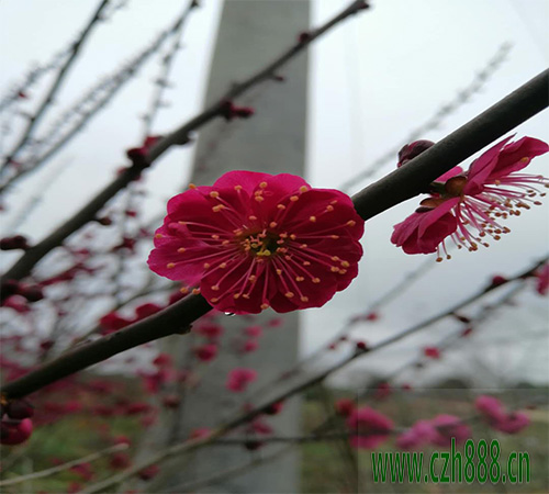 紅梅秋季如何養(yǎng)護?要注意哪些細節(jié)