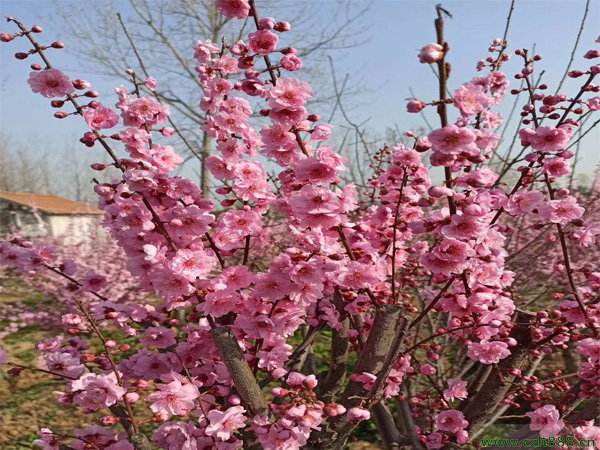 榆葉梅和梅花有哪些區(qū)別?