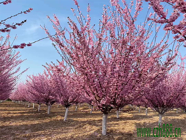 美人梅什么季節(jié)開花？