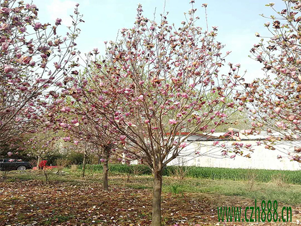 美人梅什么季節(jié)開花？