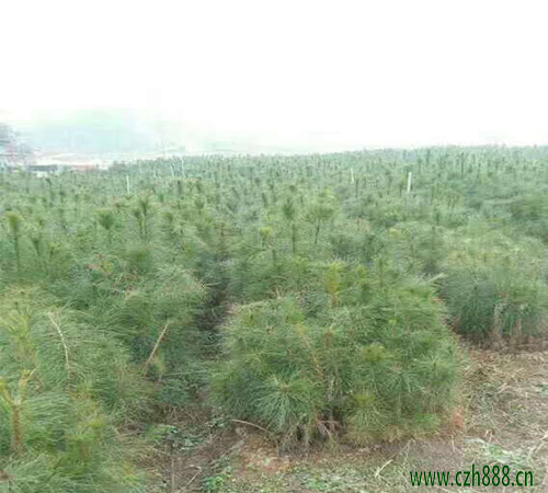 側柏苗養殖方法介紹,側柏苗如何養護