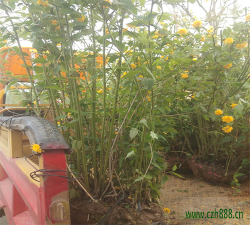 棣棠什么時間適宜修剪? 棣棠的種植方法