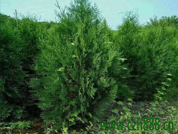 側柏適合什么季節種植? 側柏種植的注意事項