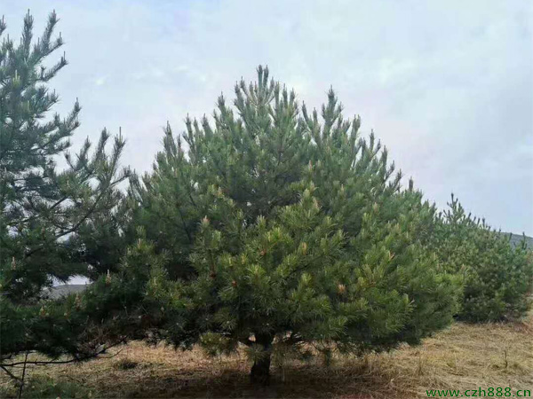 油松多久澆一次水? 油松種植后如何上肥?