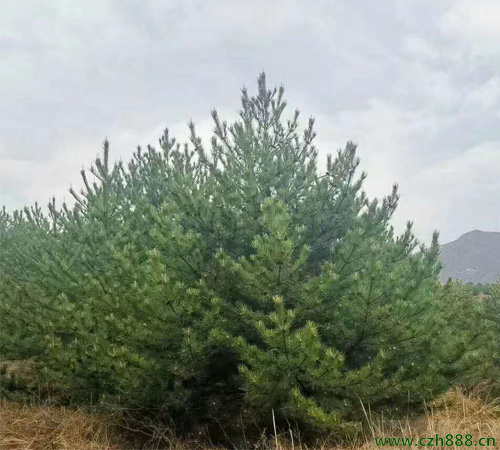 油松多久澆一次水? 油松種植后如何上肥?
