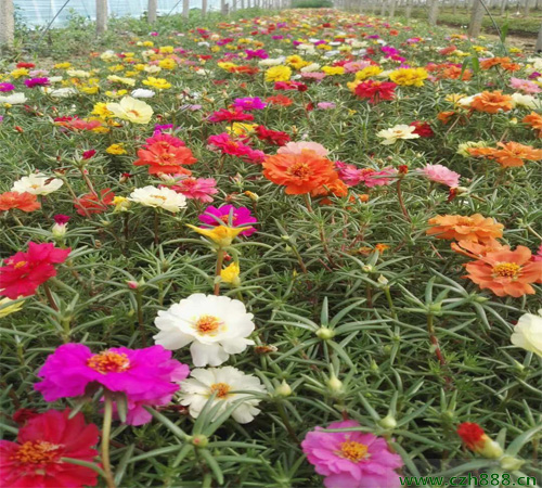 半枝蓮什么時節開花? 半枝蓮開花有哪些顏色?