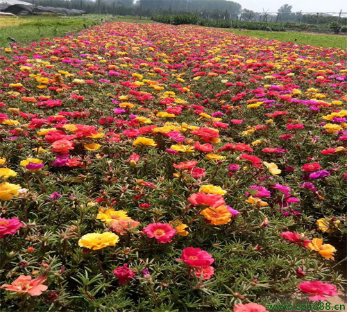 半枝蓮什么時節開花? 半枝蓮開花有哪些顏色?