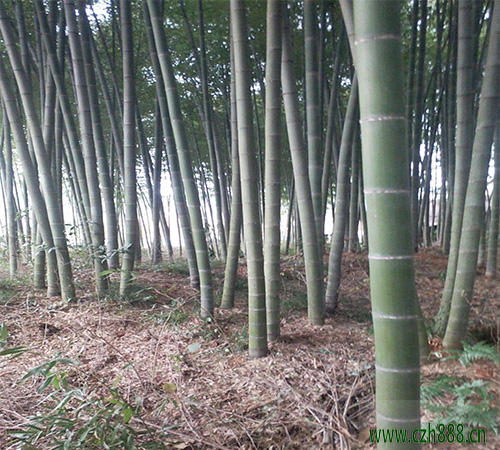 毛竹的養(yǎng)植方法和注意事項 毛竹種植時種子如何選擇?