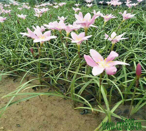蔥蘭一年能開幾次花? 蔥蘭開花的條件有哪些?