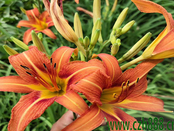 大花萱草花期有多長(zhǎng)時(shí)間? 大花萱草花期的注意事項(xiàng)