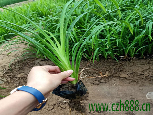大花萱草花期有多長(zhǎng)時(shí)間? 大花萱草花期的注意事項(xiàng)