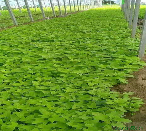 種植金葉薯的注意事項有哪些？ 金葉薯何時采收