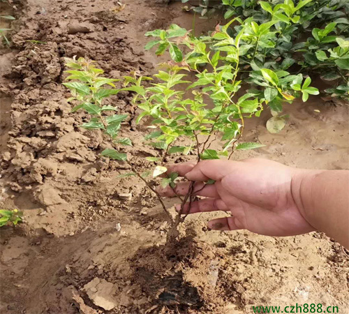 金焰繡線菊的形態特征 金焰繡線菊的經濟價值