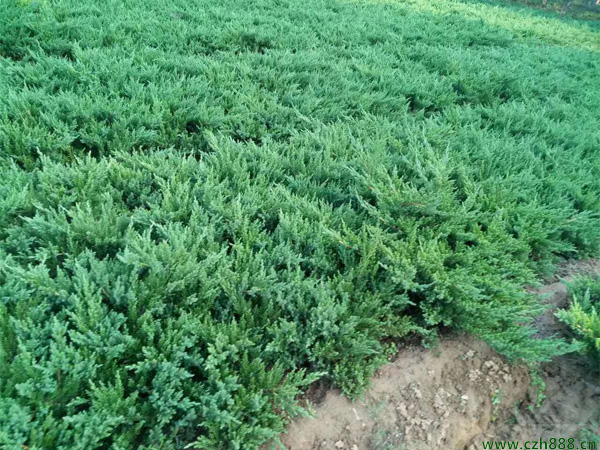 鋪地柏的養(yǎng)植方法和注意事項 養(yǎng)植鋪地柏要注意排水
