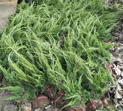 鋪地柏的養(yǎng)植方法和注意事項 養(yǎng)植鋪地柏要注意排水