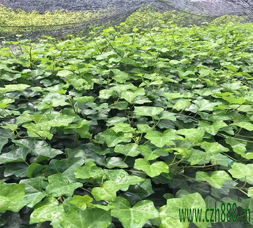 常青藤一般開花是什么時候?對溫度有什么要求