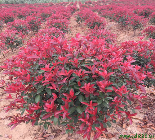 紅葉石楠能開花嗎？ 紅葉石楠幾月開花？