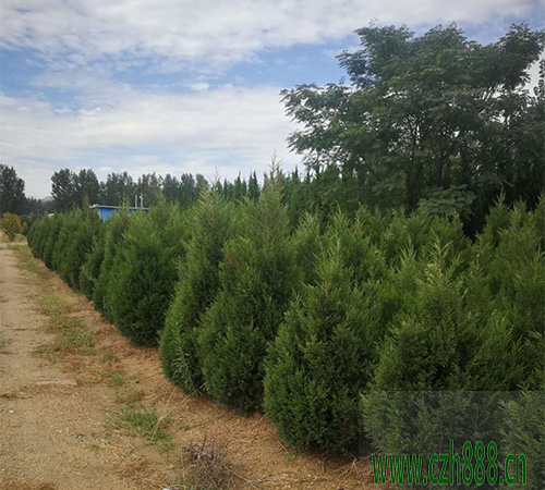 塔柏的種植方法 塔柏種植的注意事項(xiàng)
