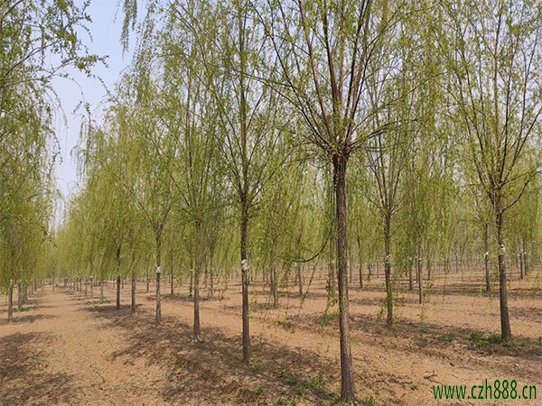 垂柳會開花嗎? 垂柳開花在幾月?