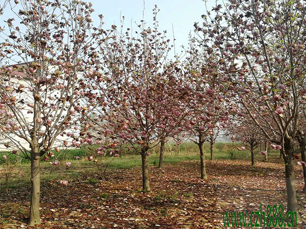 紫玉蘭什么時候開花? 紫玉蘭開花時間