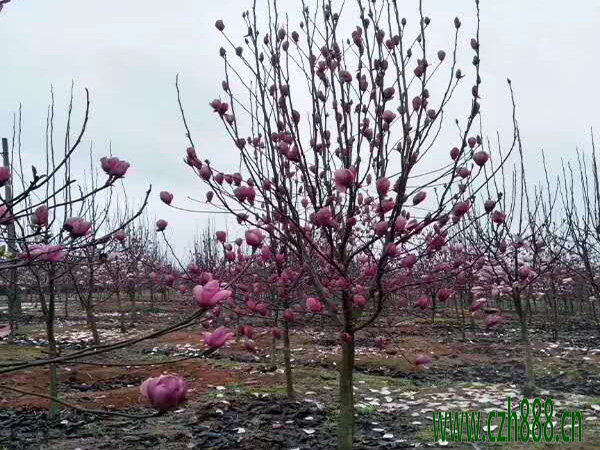 紫玉蘭什么時候開花? 紫玉蘭開花時間