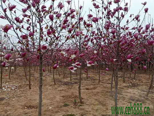 紫玉蘭什么時候開花? 紫玉蘭開花時間