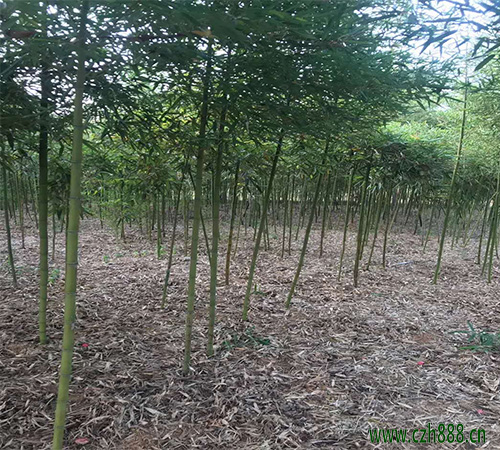 雷竹的產量如何? 雷竹一般產量是多少?