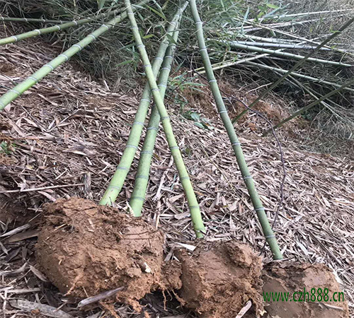 雷竹的產量如何? 雷竹一般產量是多少?