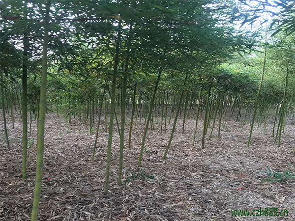 雷竹的產量如何? 雷竹一般產量是多少?
