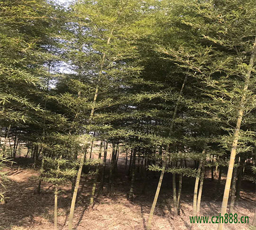 支竹的養植方法 支竹養植的注意事項