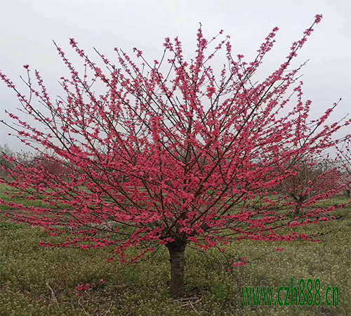 紅葉碧桃的開花時間受哪些因素的影響？ 紅葉碧桃開花時間