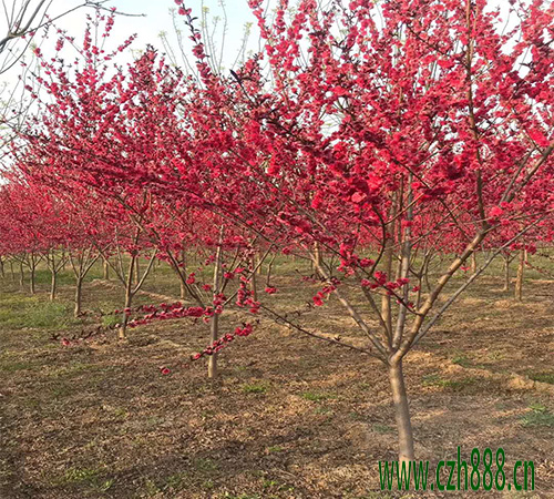紅葉碧桃的開花時間受哪些因素的影響？ 紅葉碧桃開花時間