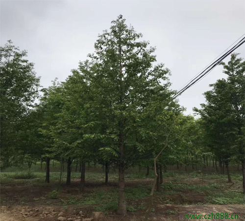 水杉適合種植在哪些地方？ 水杉種植需要留意哪些地方？
