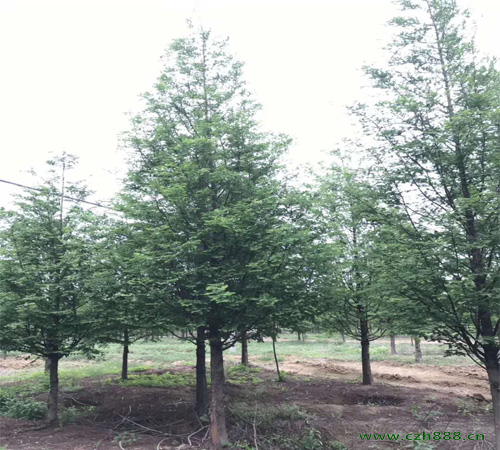 水杉適合種植在哪些地方？ 水杉種植需要留意哪些地方？