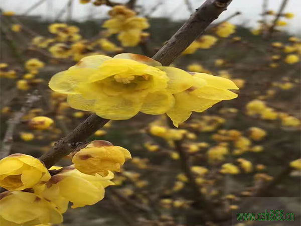 臘梅夏天可以養(yǎng)植嗎？ 臘梅夏天養(yǎng)植的方法和注意事項