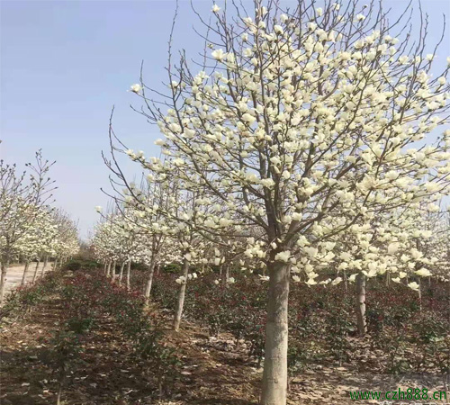 白玉蘭又被稱為什么花? 白玉蘭的藥用價(jià)值是什么?