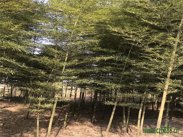 毛竹在哪個季節種植合適? 毛竹種植留意哪幾點?